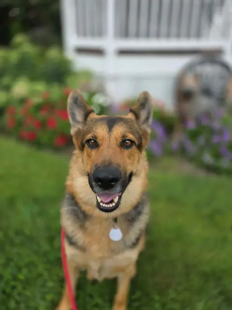 Mika