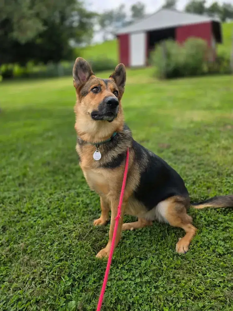 Mika