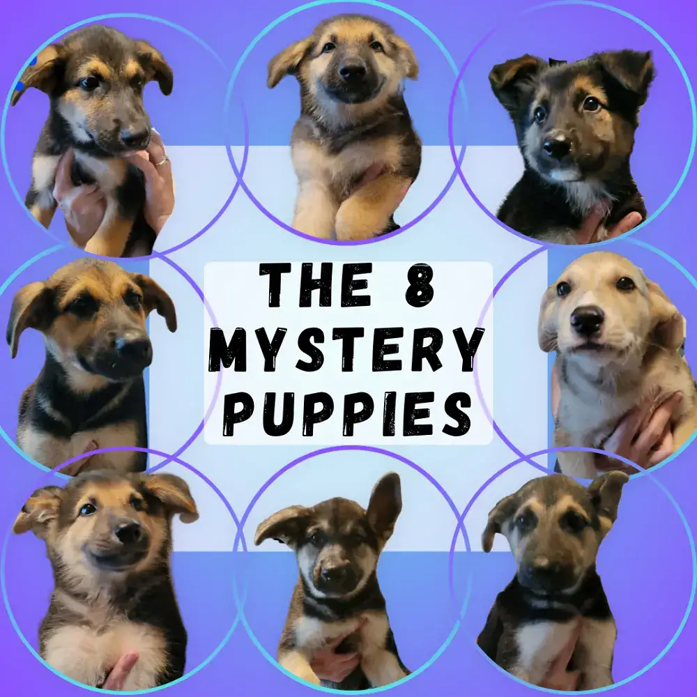 The 8 Mystery Puppies! 