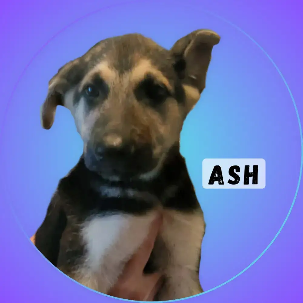 Ash