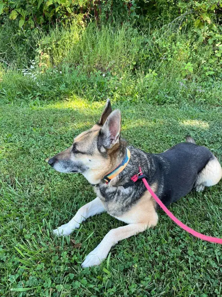 Auri