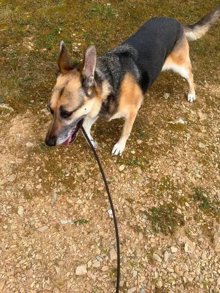 Auri
