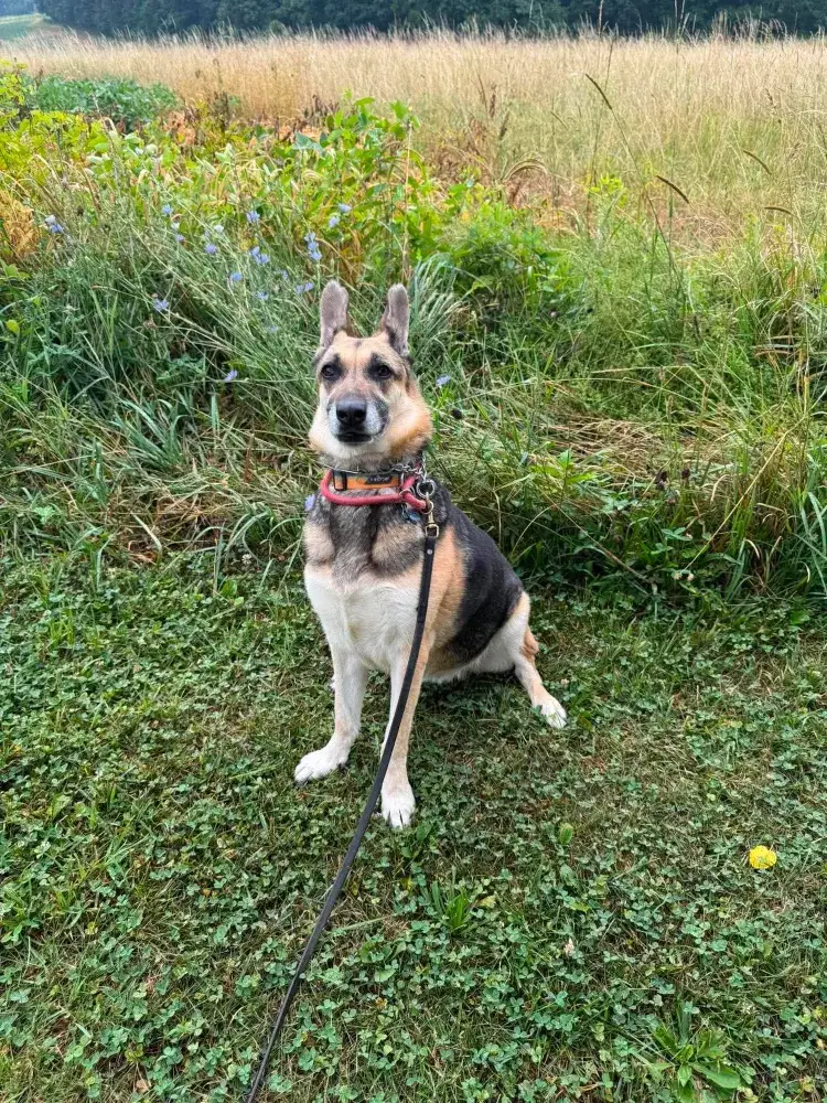 Auri
