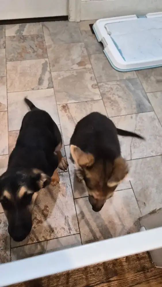 Coal & Graham