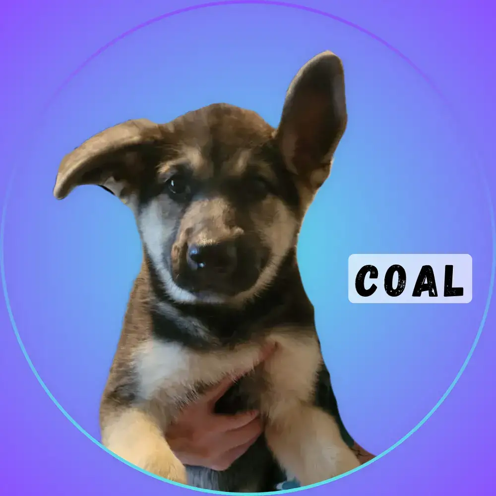 Coal