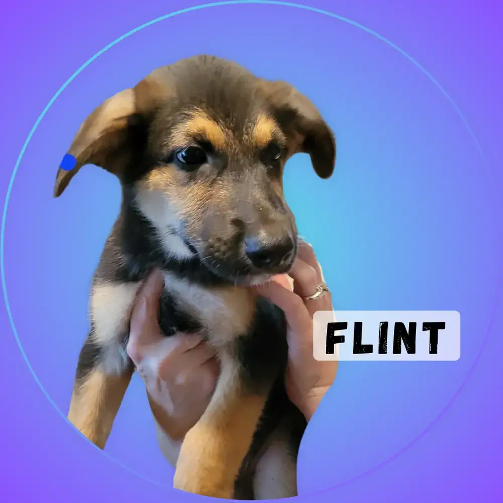 Flint