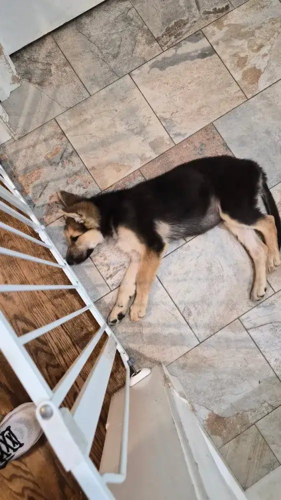 Graham snoozing