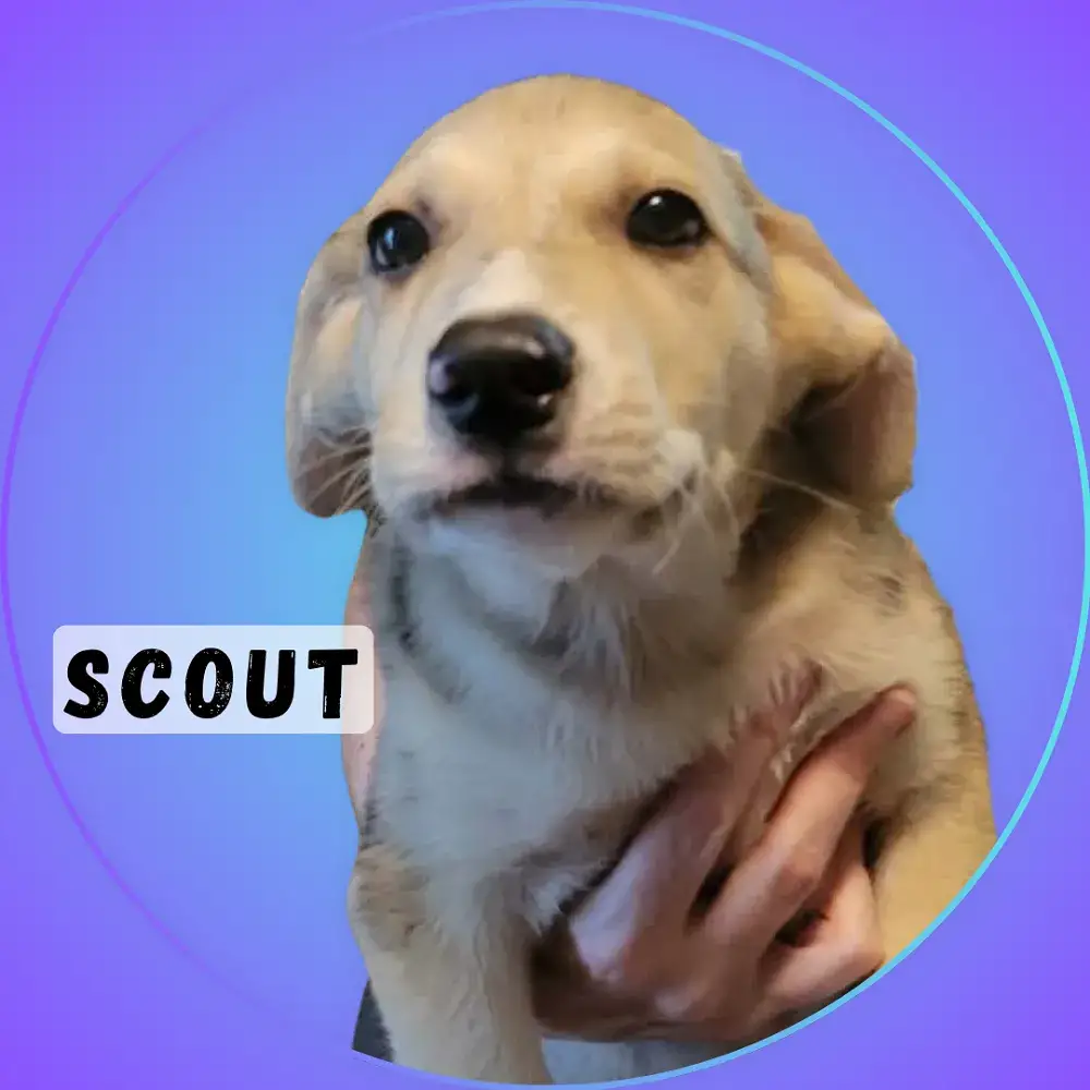 Scout
