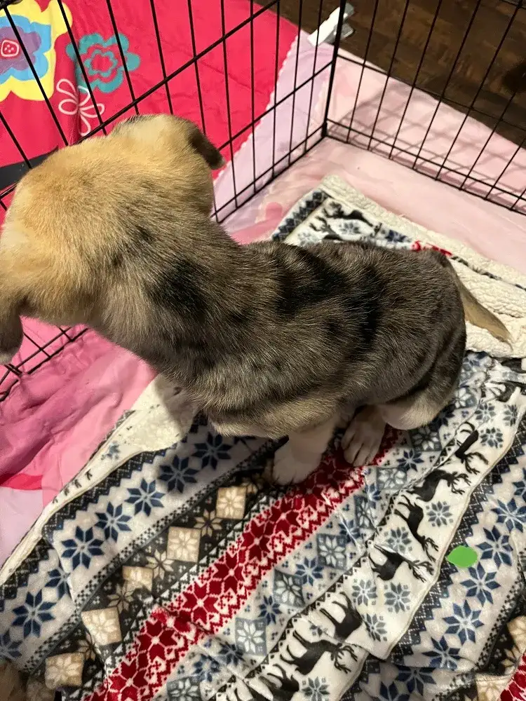 Scout's beautiful fur colouring!