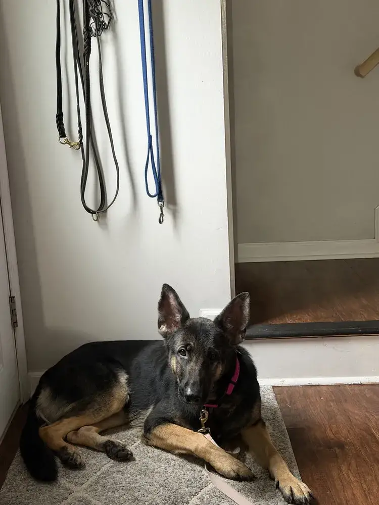 Tonka
