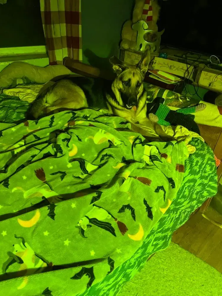 Ada