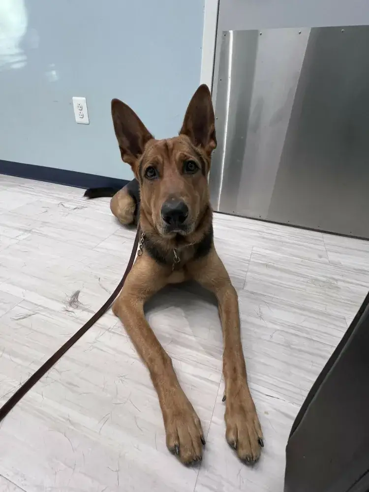 Bridge at the Vet
