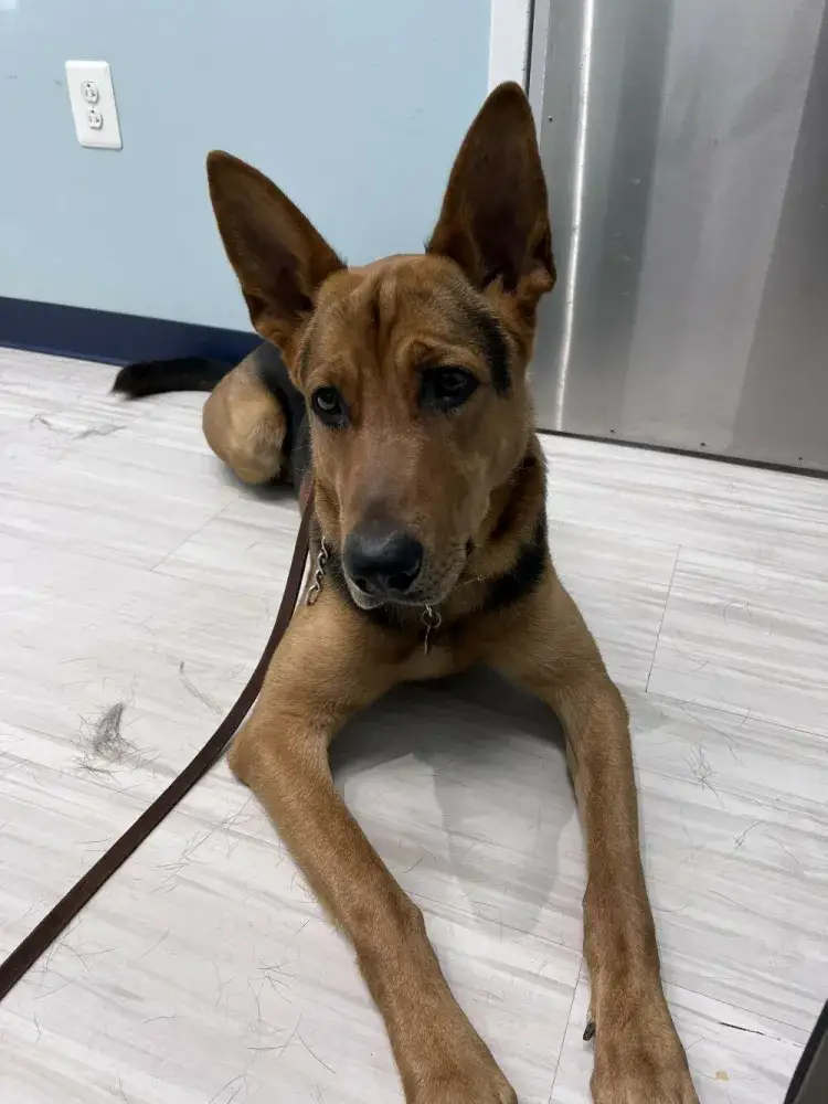 Bridge at the Vet