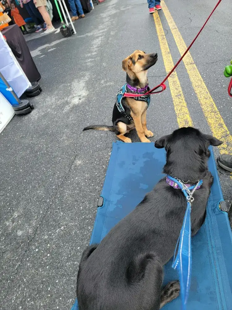 Hershey eventing and working the crowd