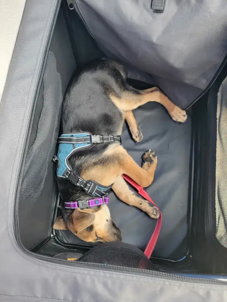 Hershey event napping