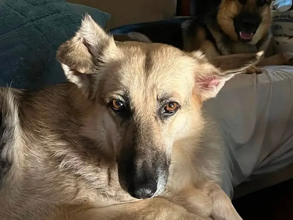 Kira (fka Zenzi)