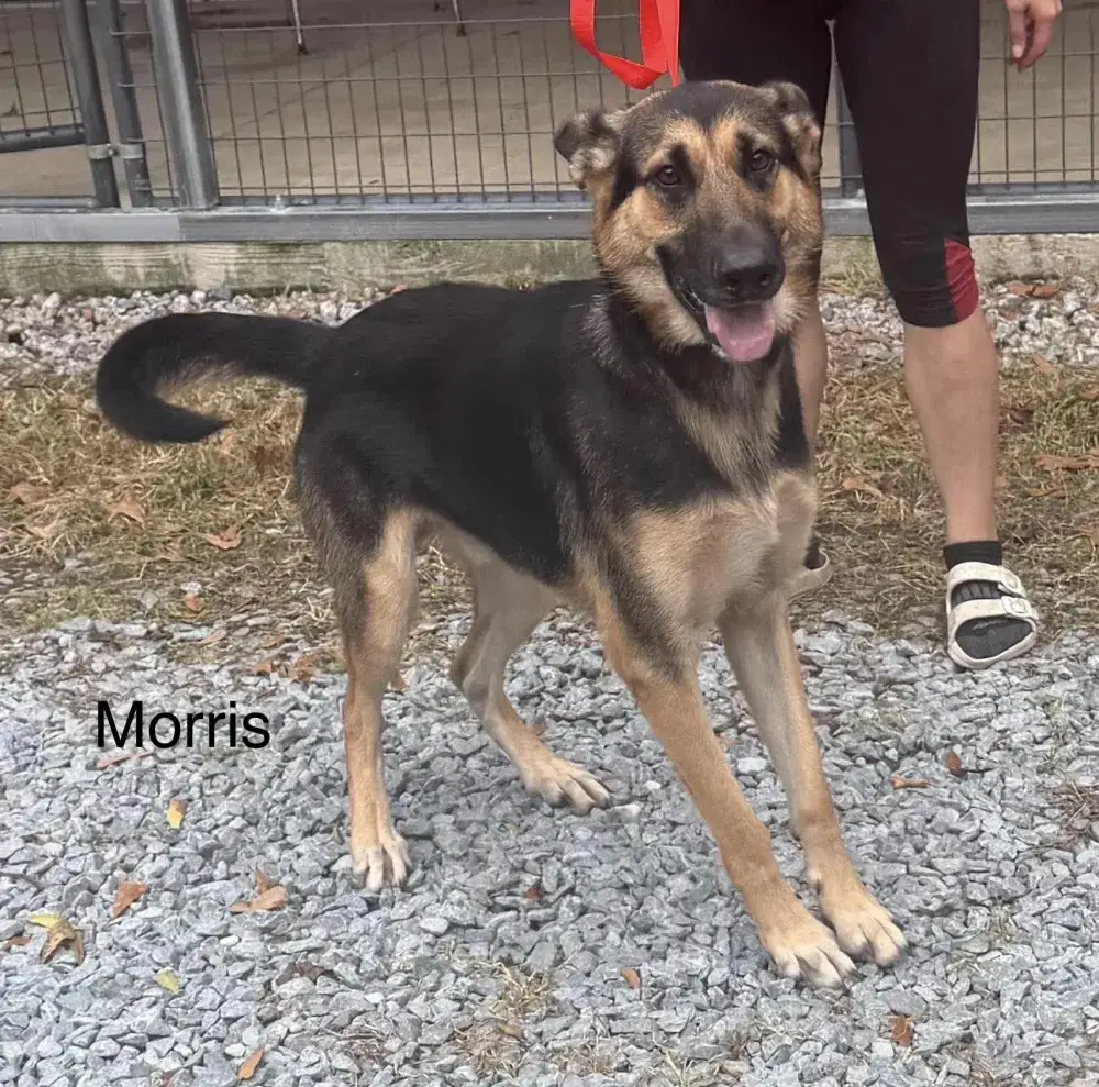 Morris