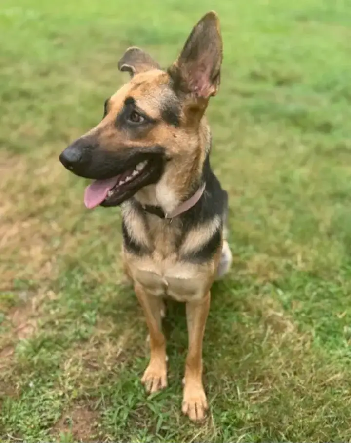 Ada