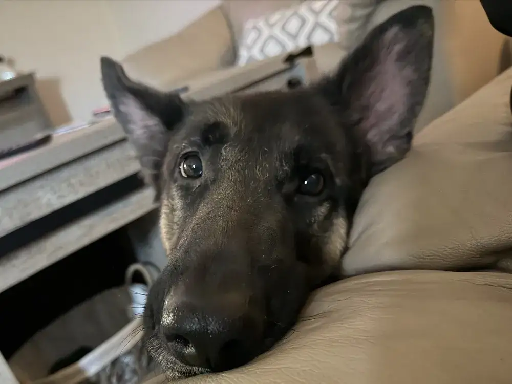 Tonka