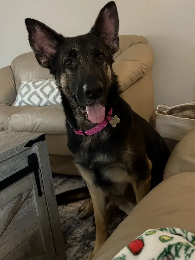 Tonka