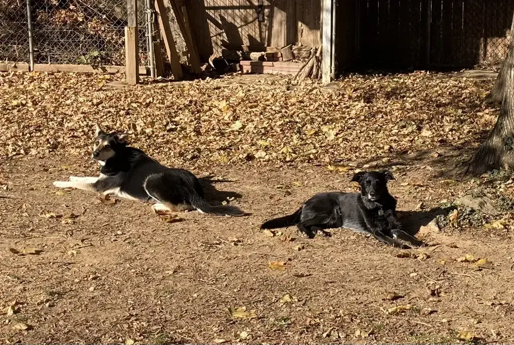 Run free, sweet pups