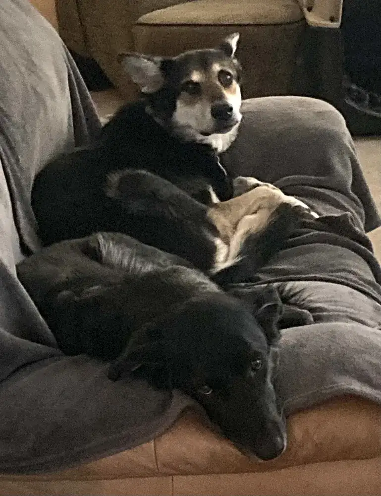 Run free, sweet pups