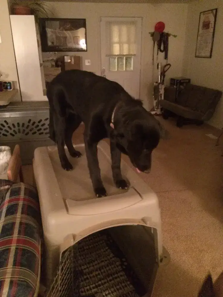 Run free, sweet pups