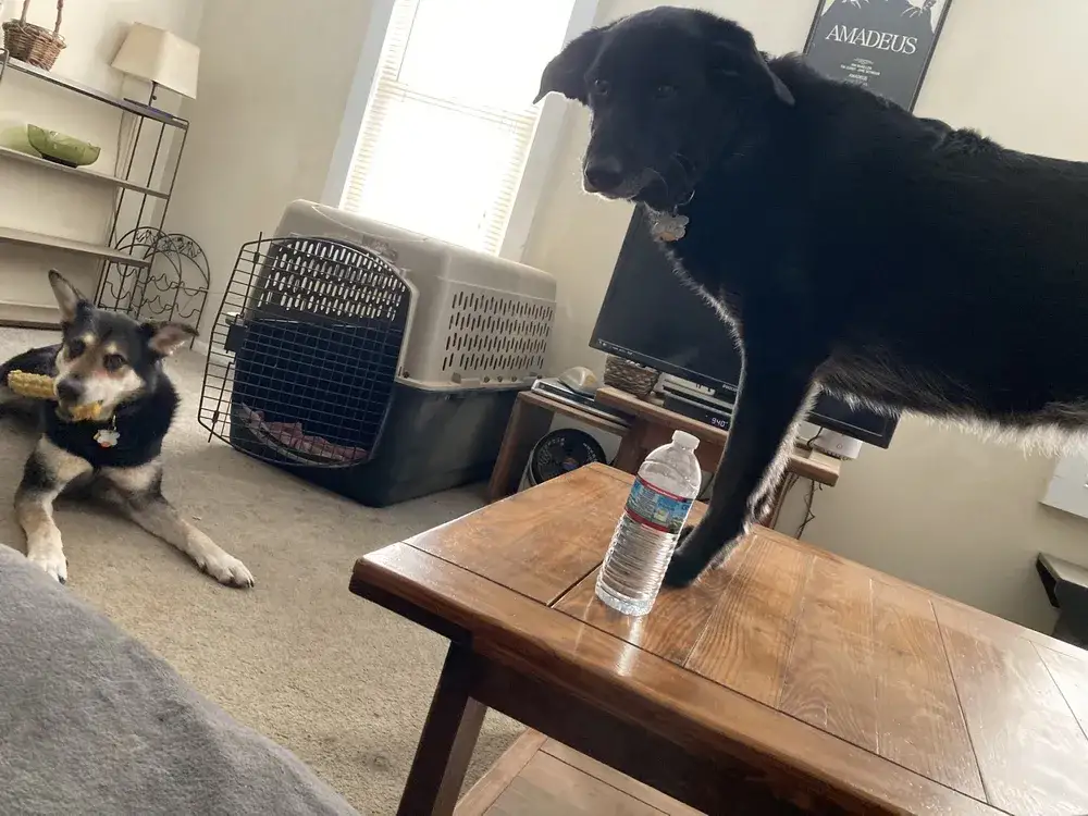 Run free, sweet pups