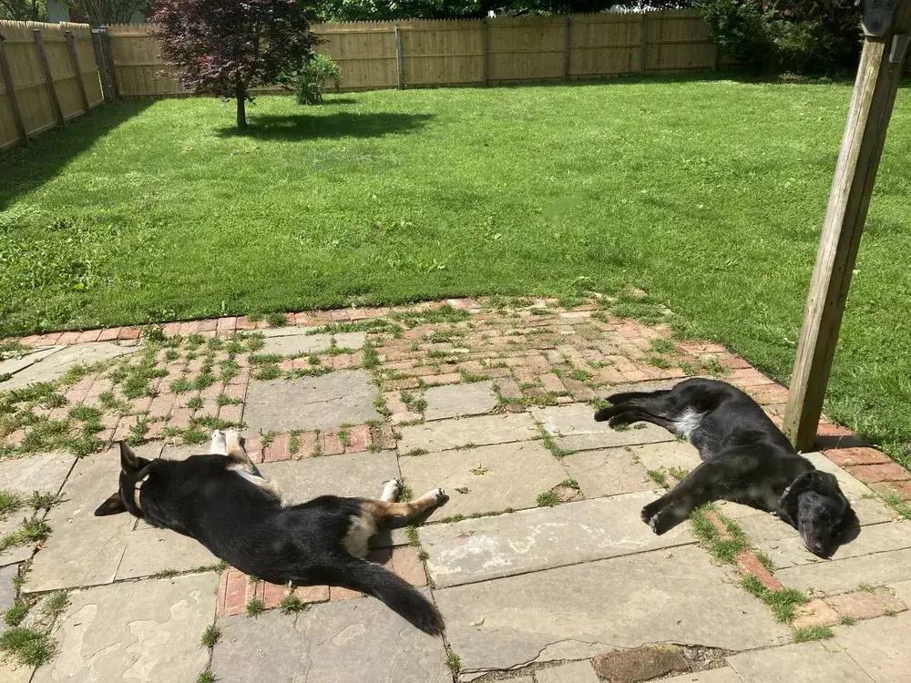 Run free, sweet pups