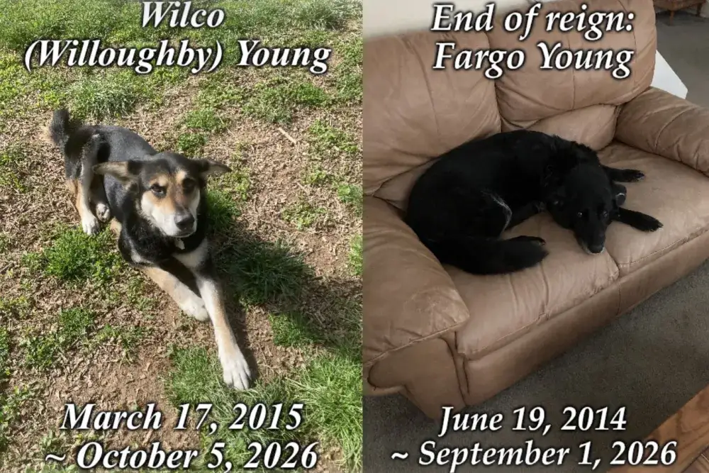 Wilco and Fargo. run free, sweet pups