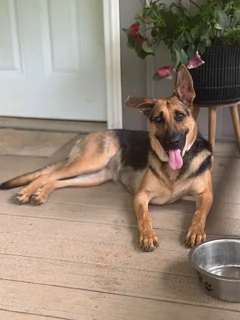 Ada
