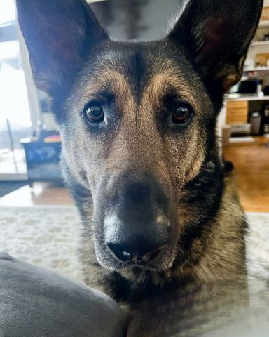 Goliath