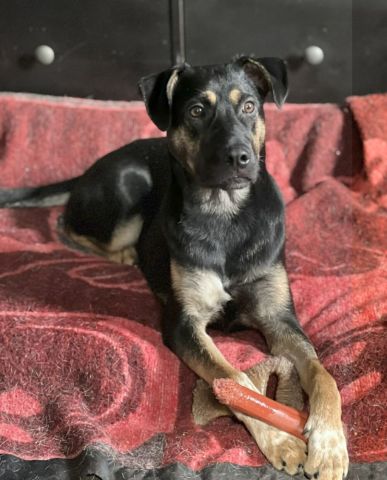 Arya