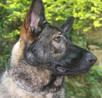 Athena