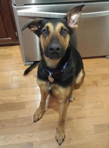 Beau