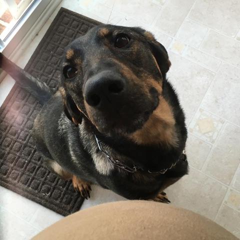 Brandy