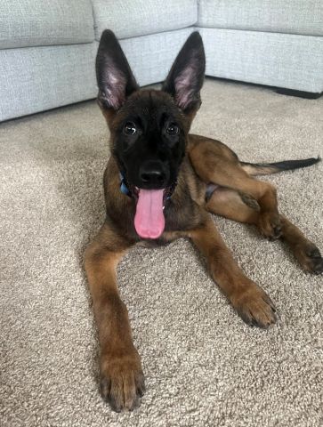 Dempsey