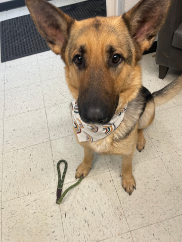 Dixie
