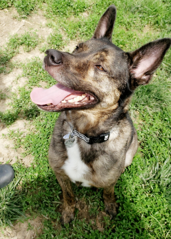 Mojo