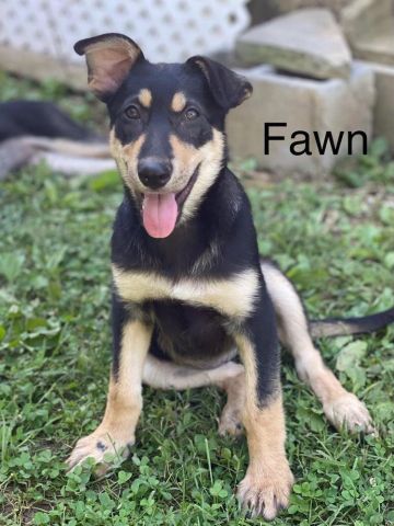 Fawn
