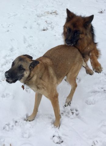 Maxi & Geiger having fun in the snow!