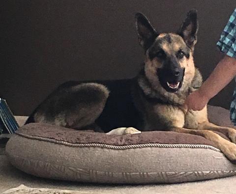 Koda
