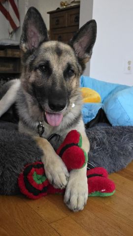 Rosco