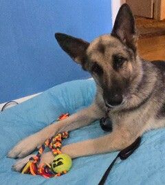 Rosco