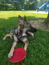 MAGSR babe Dutchess chilling in the park with her Frisbee.