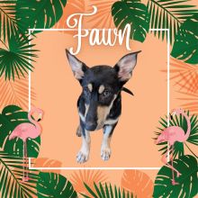 Fawn's $5 Friday!