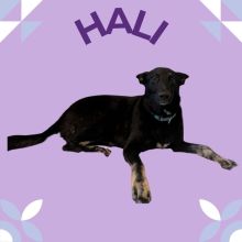 Hali is being highlighted for $5 Friday!
