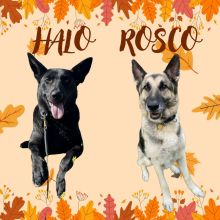 HW Pups, Halo & Rosco, are being highlighted for this week's $5 Friday!