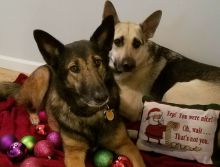Kimbra & Axel - always ready for the holidays!