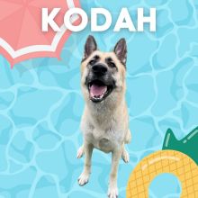 Kodah for $5 Friday!